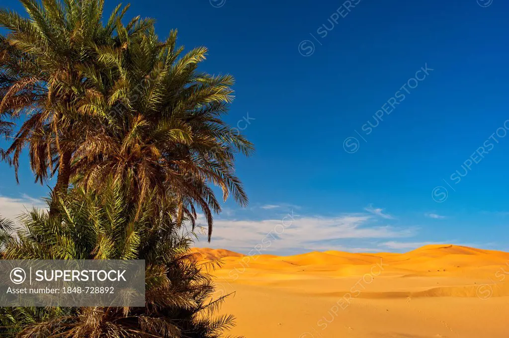 Date palms (Phoenix) in front of the sand dunes of Erg Chebbi, Sahara, Southern Morocco, Morocco, Africa