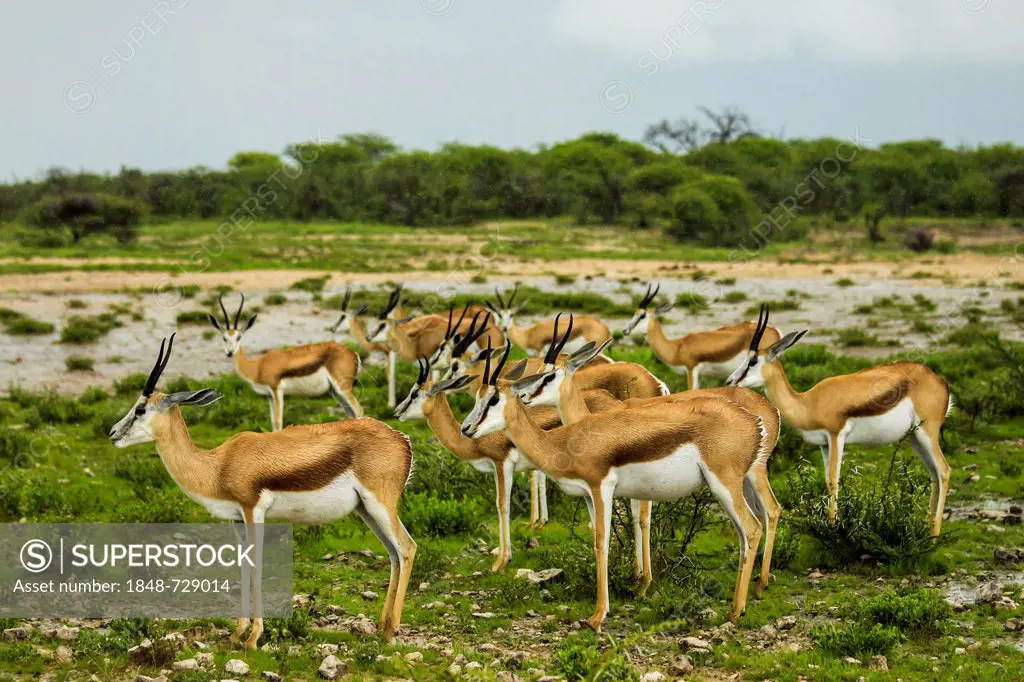 Springboks (Antidorcas marsupialis) in the rain, Etosha National Park, Namibia, Africa