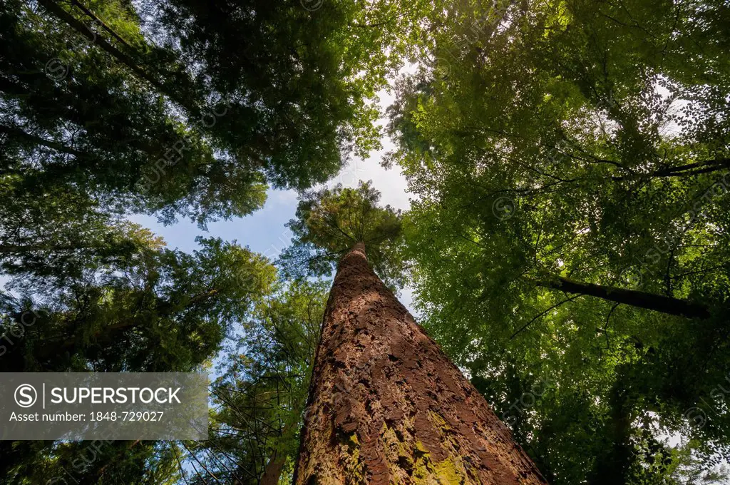 Mixed forest in summer, looking up the trunk of a pine tree to the treetops Taunus region, Hesse, Germany, Europe