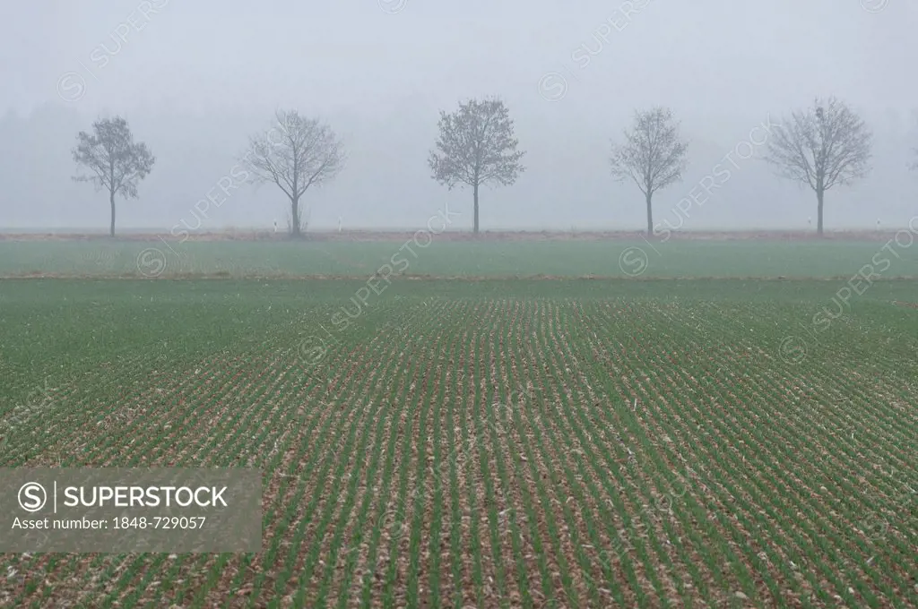 Tree-lined avenue and a field in foggy conditions, near Parsdorf, Upper Bavaria, Bavaria, Germany, Europe