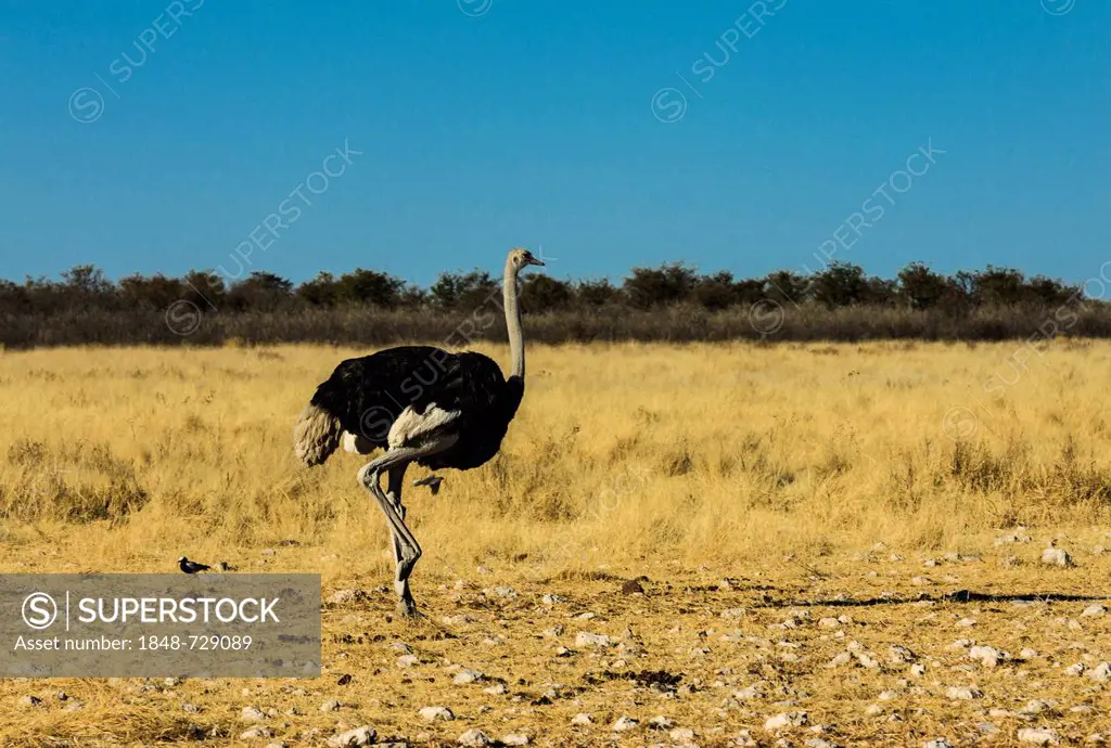 Ostrich (Struthio camelus), Etosha National Park, Namibia, Africa