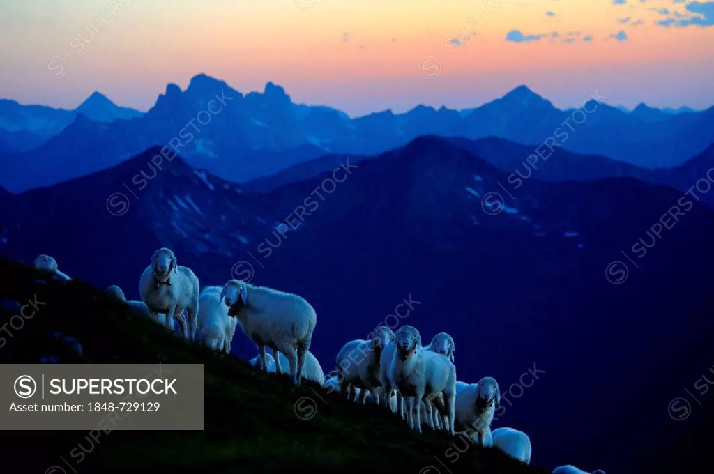 Sheep (Ovis orientalis aries) on a ridge in front of mountains, Mt Kreuzspitze, municipality of Ettal, Ammer Mountains, Bavaria, Germany, Europe