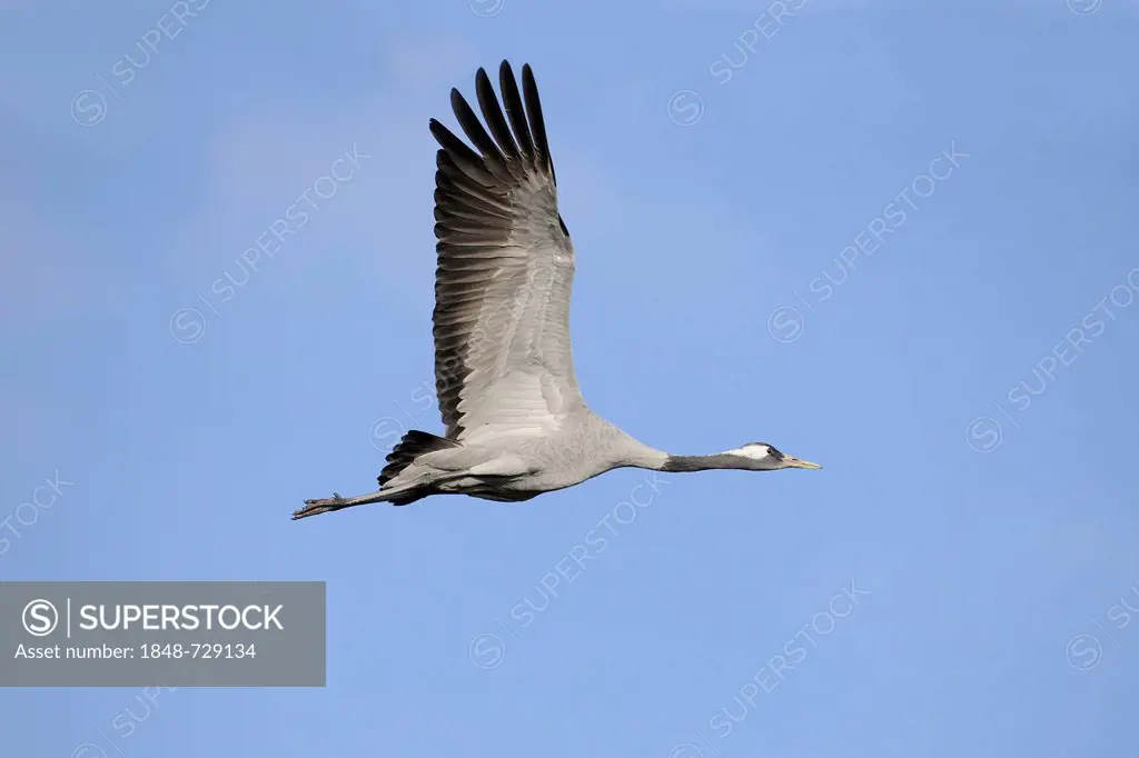 Crane (Grus grus) in flight, Mecklenburg-Western Pomerania, Germany, Europe