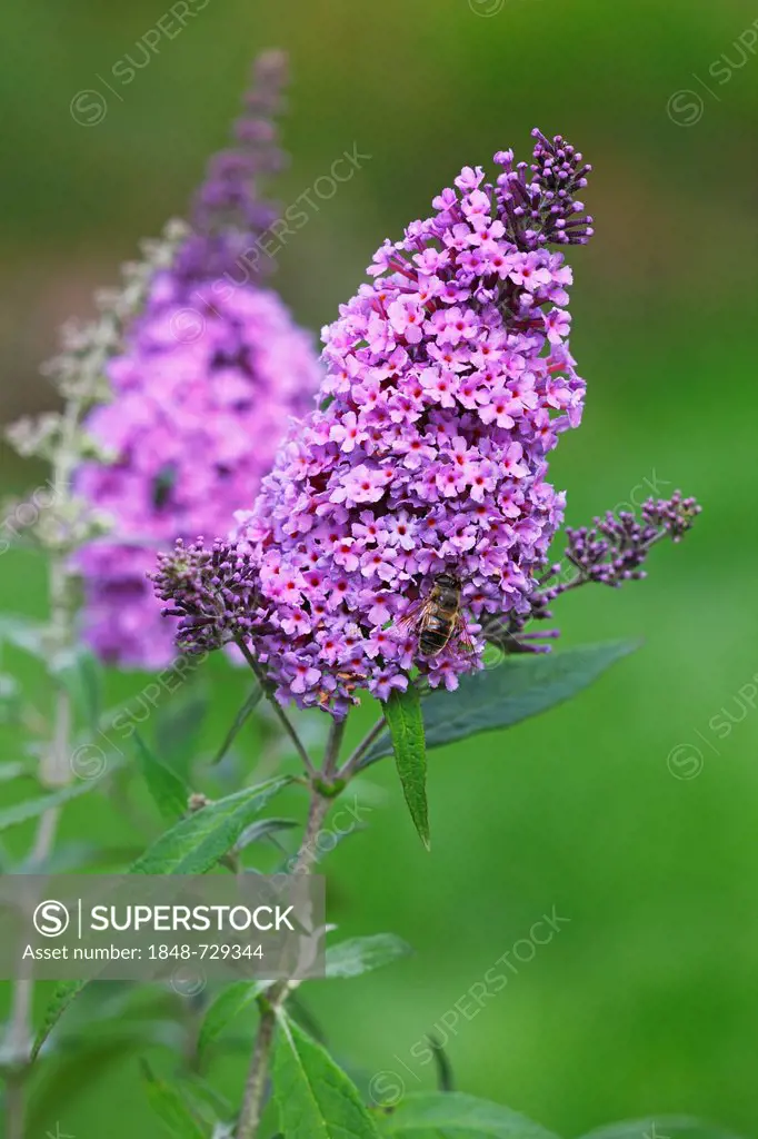 Purple flowering Buddleja, Buddleia, Summer Lilac or Butterfly-Bush (Buddleja Buzz Blue)