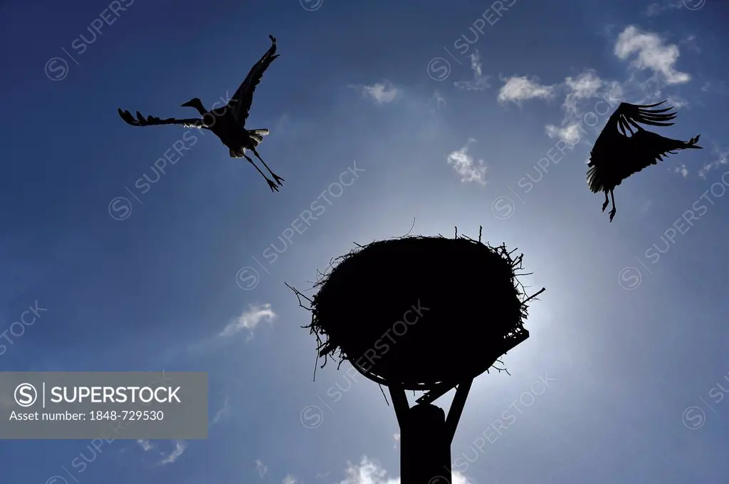 White storks (Ciconia ciconia) leaving the stork's nest, silhouetted against a blue sky, Kuhlrade, Mecklenburg-Western Pomerania, Germany, Europe