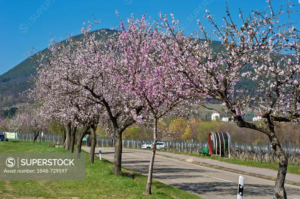 Blossoming almond trees at the so-called almond mile, Edenkoben, German Wine Route, Southern Wine Route, Pfalz, Rhineland-Palatinate, Germany, Europe