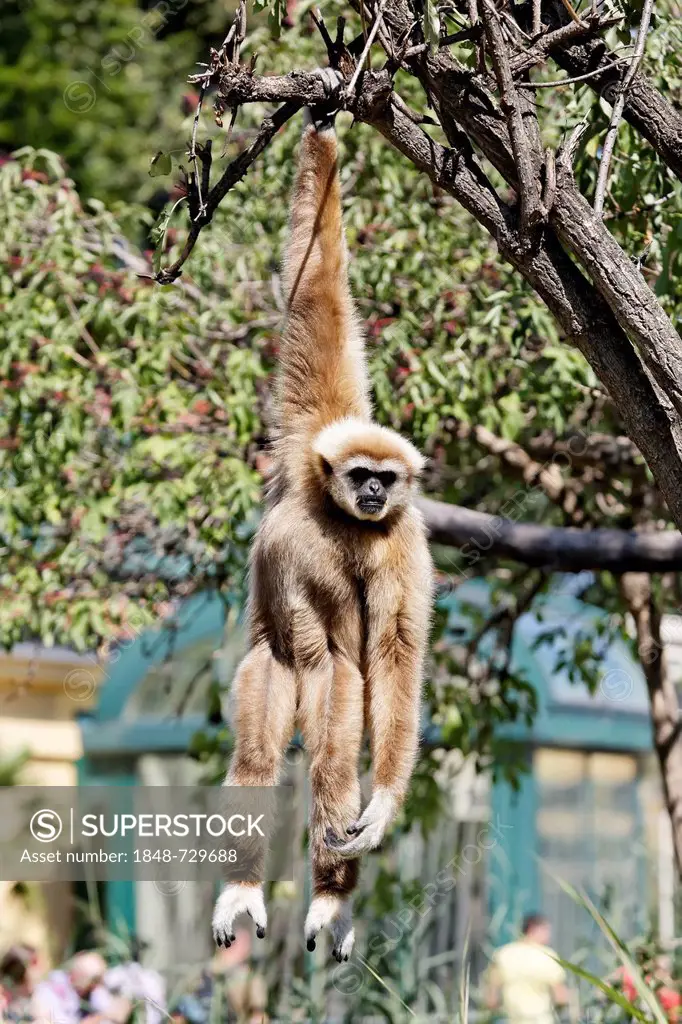 Lar Gibbon or White-handed Gibbon (Hylobates lar) hanging from a tree, Tiergarten Schoenbrunn Zoo, Vienna, Austria, Europe