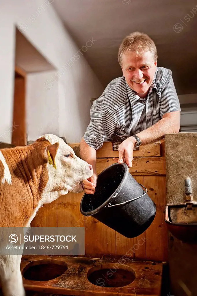 Farmer feeding a calf
