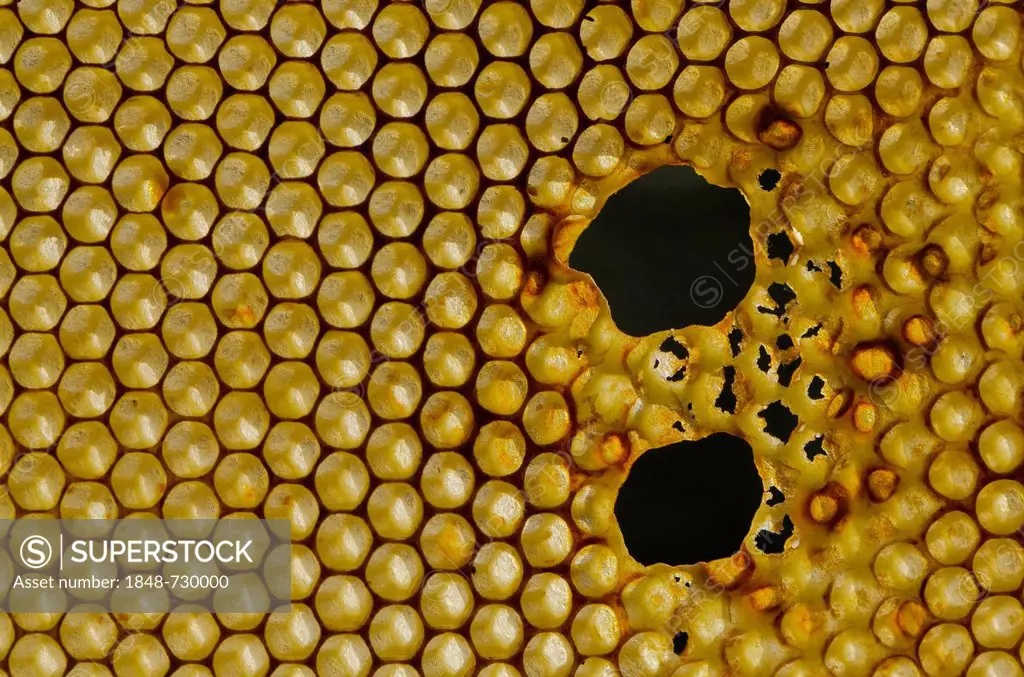 Honeycomb of Carnica bees (Apis mellifera carnica), Nuertingen, Bavaria, Germany, Europe