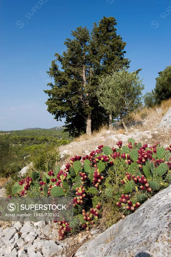Prickly Pear (Opuntia sp.) Tkon, Pasman Island, Adriatic Sea, Zadar, Dalmatia, Croatia, Europe