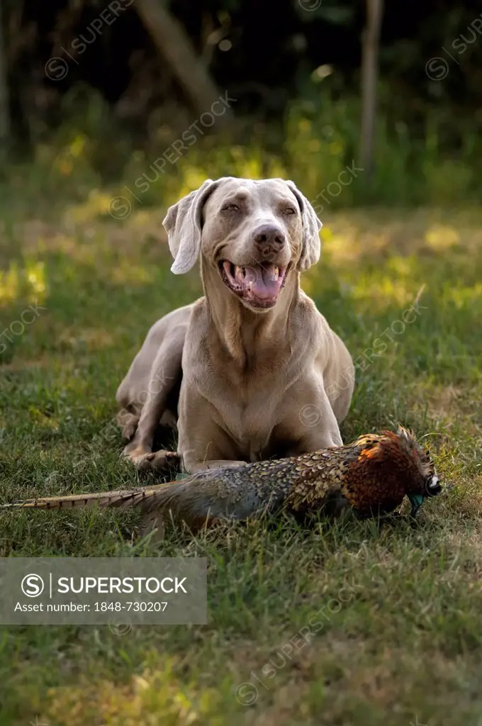 Weimaraner lying on a meadow with a pheasant dummy at the front