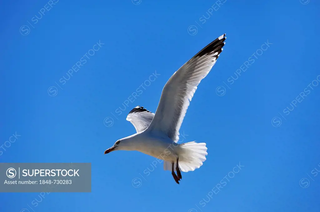 Common gull (Larus canus) in flight against a blue sky, Ahrenshoop, Darss, Mecklenburg-Western Pomerania, Germany, Europe