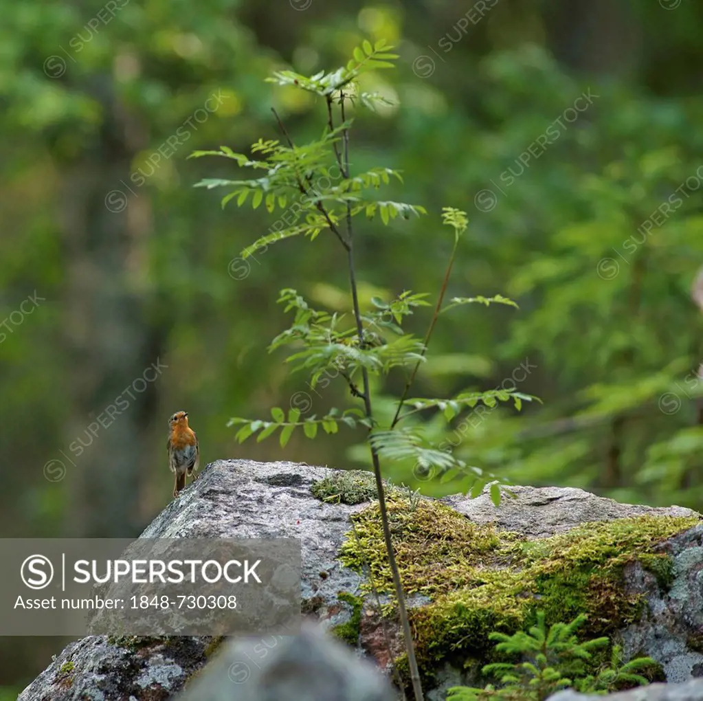 Robin (Erithacus rubecula), Karelia, Finland, Europe