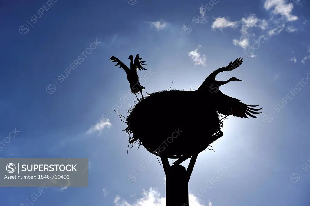 White storks (Ciconia ciconia) leaving the stork's nest, silhouetted against a blue sky, Kuhlrade, Mecklenburg-Western Pomerania, Germany, Europe