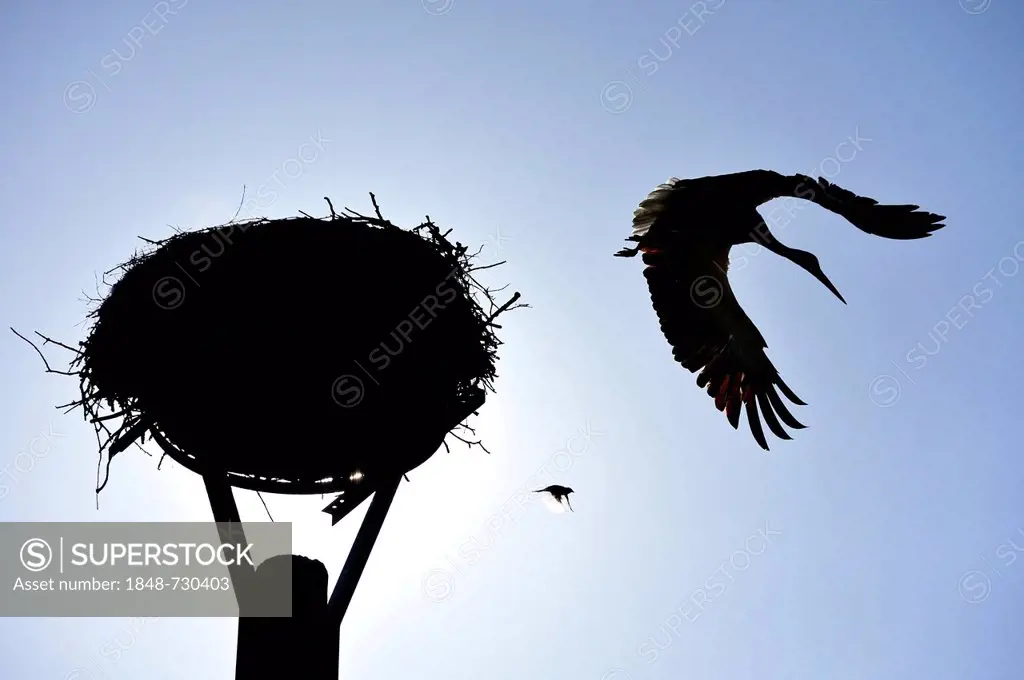 White Stork (Ciconia ciconia) and a house sparrow (Passer domesticus) silhouetted next to a stork's nest against a blue sky, Kuhlrade, Mecklenburg-Wes...