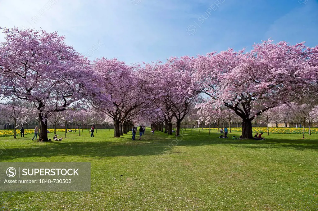 Schwetzingen Castle, castle garden, Japanese Cherry Trees (Prunus serrulata), Schwetzingen, Electoral Palatinate, Baden-Wuerttemberg, Germany, Europe