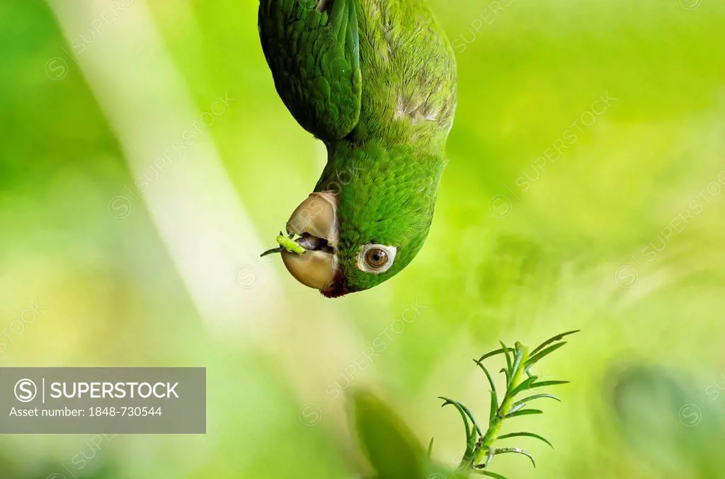 Yellow-naped Parrot or Yellow-naped Amazon (Amazona auropallaita), upside down, eating a sprig of rosemary, near Lake Arenal, Costa Rica, Central Amer...