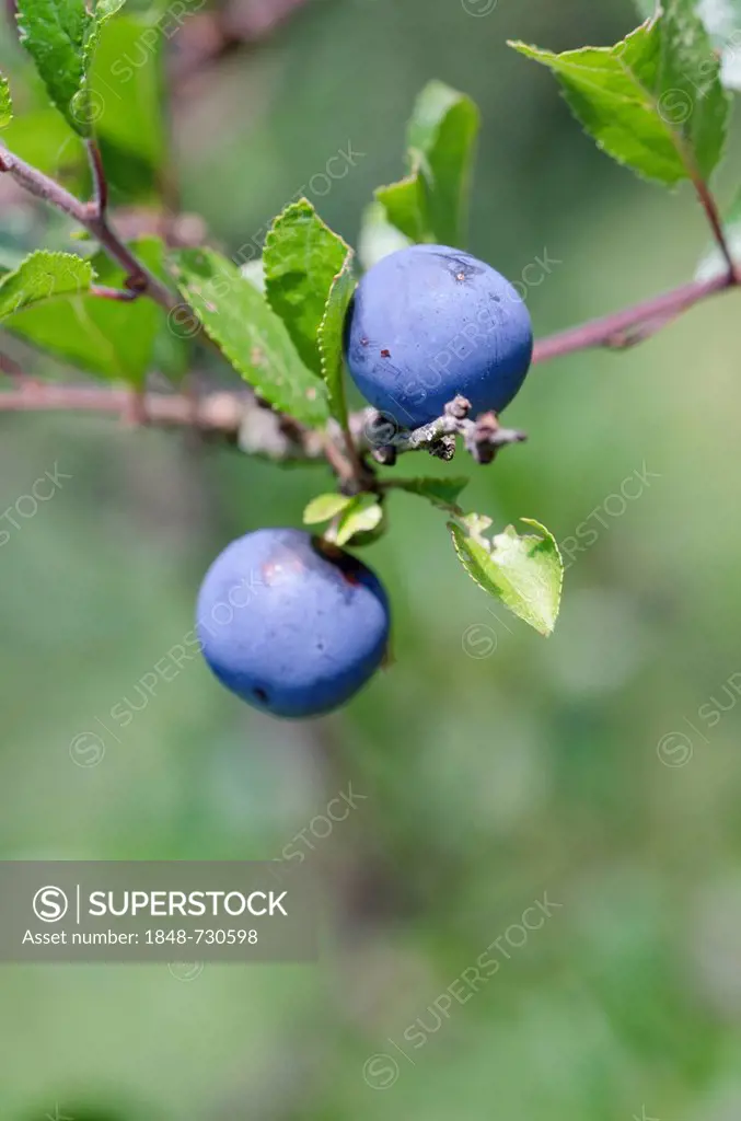 Blackthorn or Sloe (Prunus spinosa)