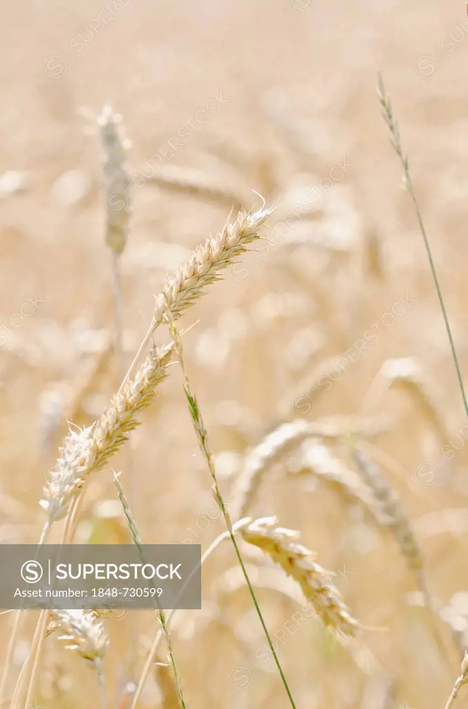 Field of Wheat (Triticum)