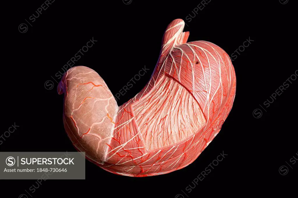 Anatomical model, human stomach