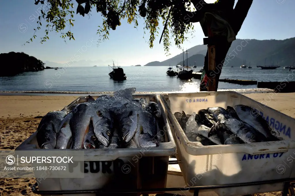 Ice-cooled fish for sale at the beach, Ilha Grande, state of Rio de Janeiro, Brazil, South America