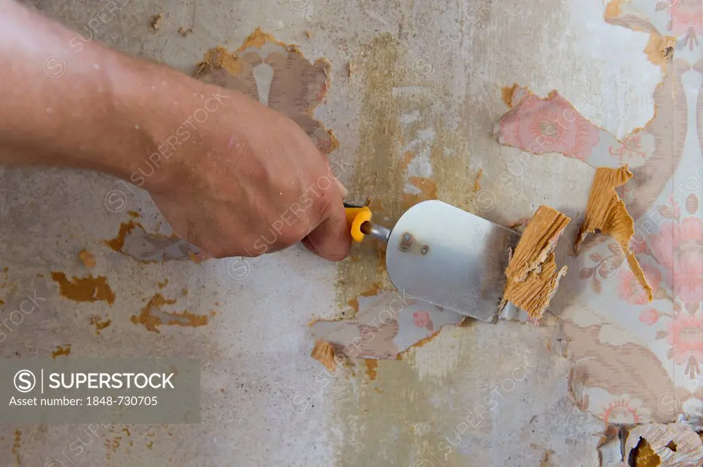 Wallpaper being scraped off with a putty knife, Stuttgart, Baden-Wuerttemberg, Germany, Europe
