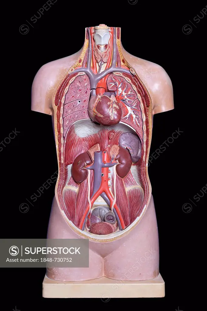 Human torso, anatomical model