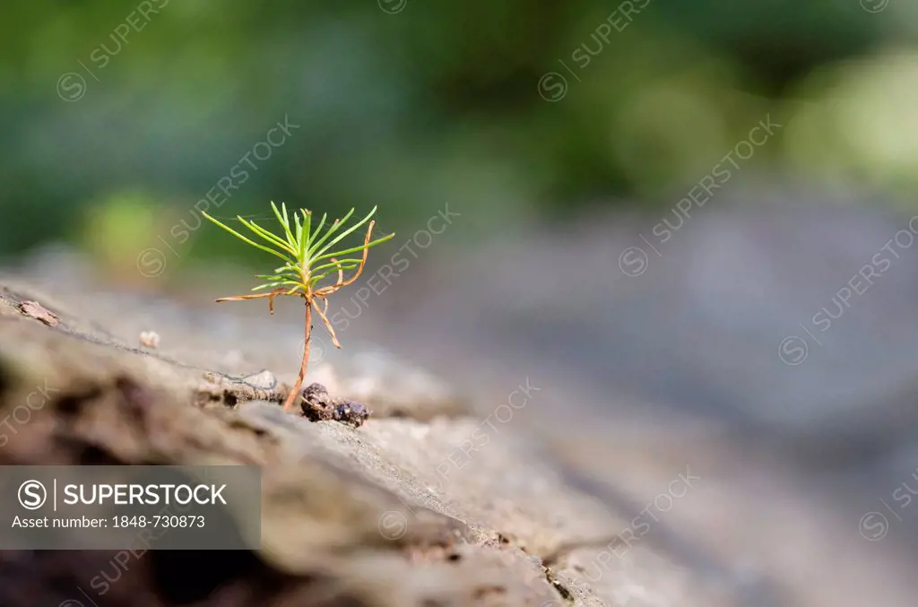 Scots Pine (Pinus sylvestris), seedling growing on a tree trunk