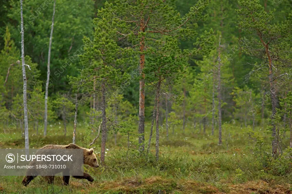 Brown bear (Ursus arctos), Karelia, Finland, Europe