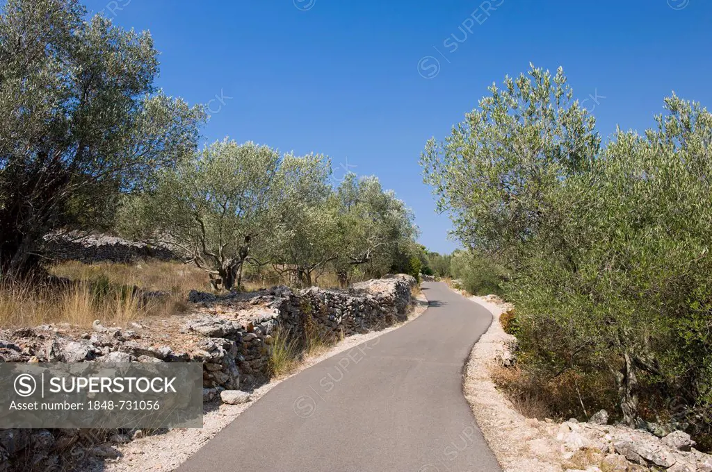 Road through olive groves, Kukljica, Ugljan Island, Adriatic Sea, Zadar, Dalmatia, Croatia, Europe