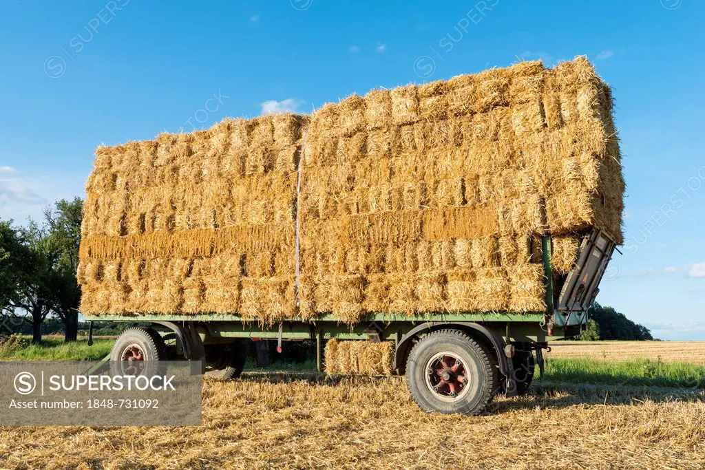 A trailer loaded with bales of straw parked on a field, Baden-Wuerttemberg, Germany, Europe
