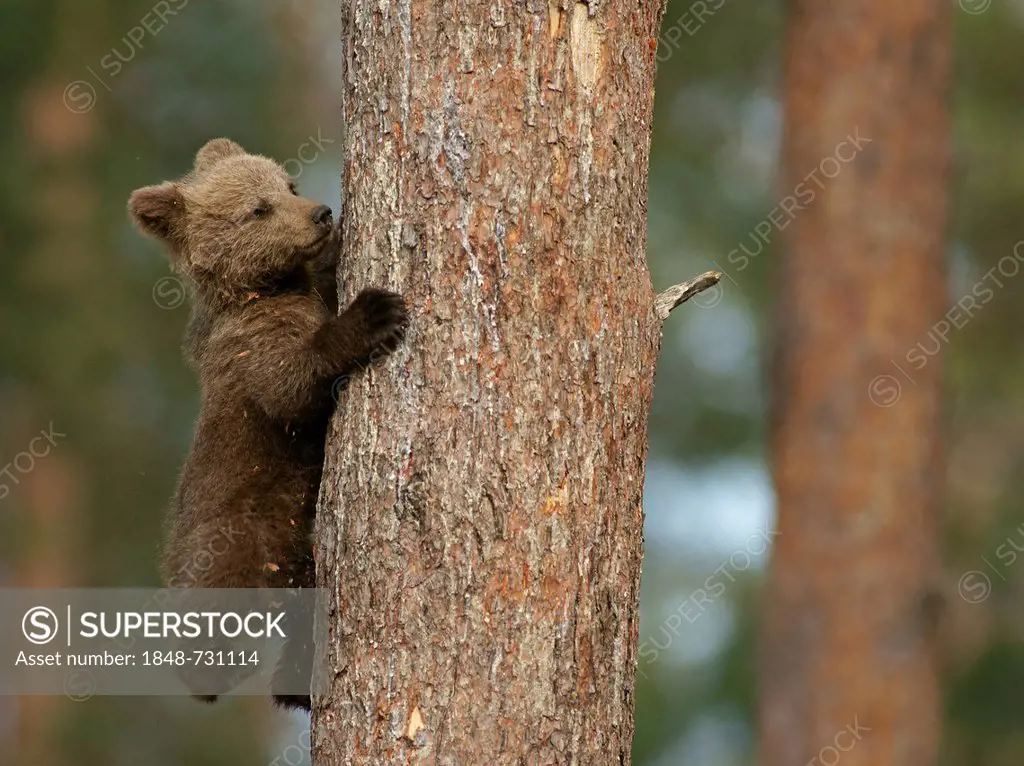 Young brown bear (Ursus arctos), cub, climbing a tree, Karelia, Finland, Europe