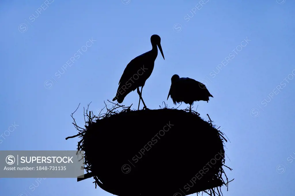 White Storks (Ciconia ciconia), silhouetted on a nest against a blue sky, Kuhlrade, Mecklenburg-Western Pomerania, Germany, Europe
