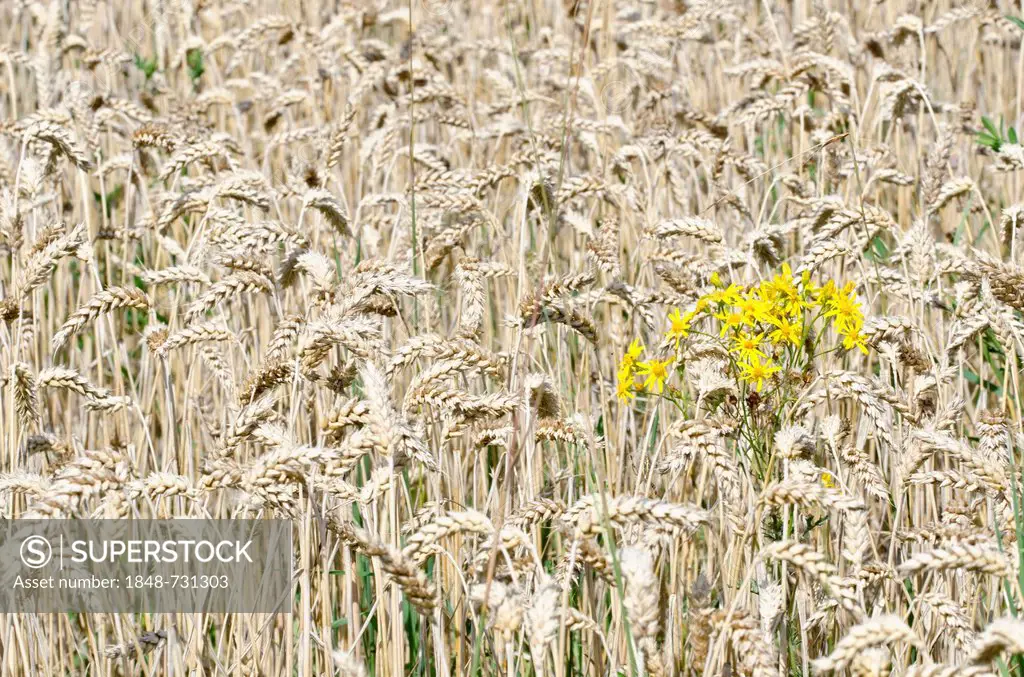 Field of Wheat (Triticum)