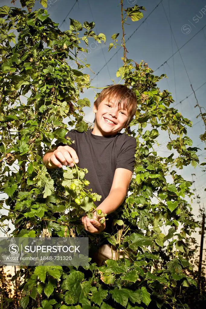 Boy standing in a hop field