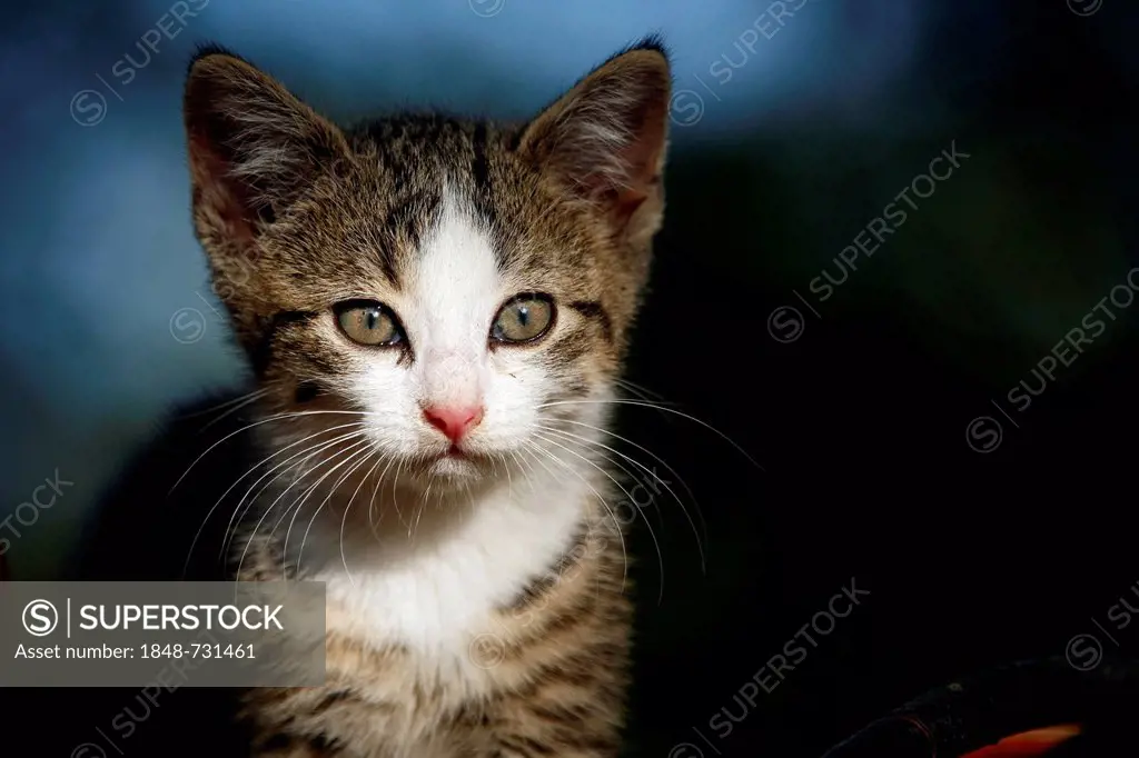 Kitten, about 10 weeks, semi-feral village cat, portrait