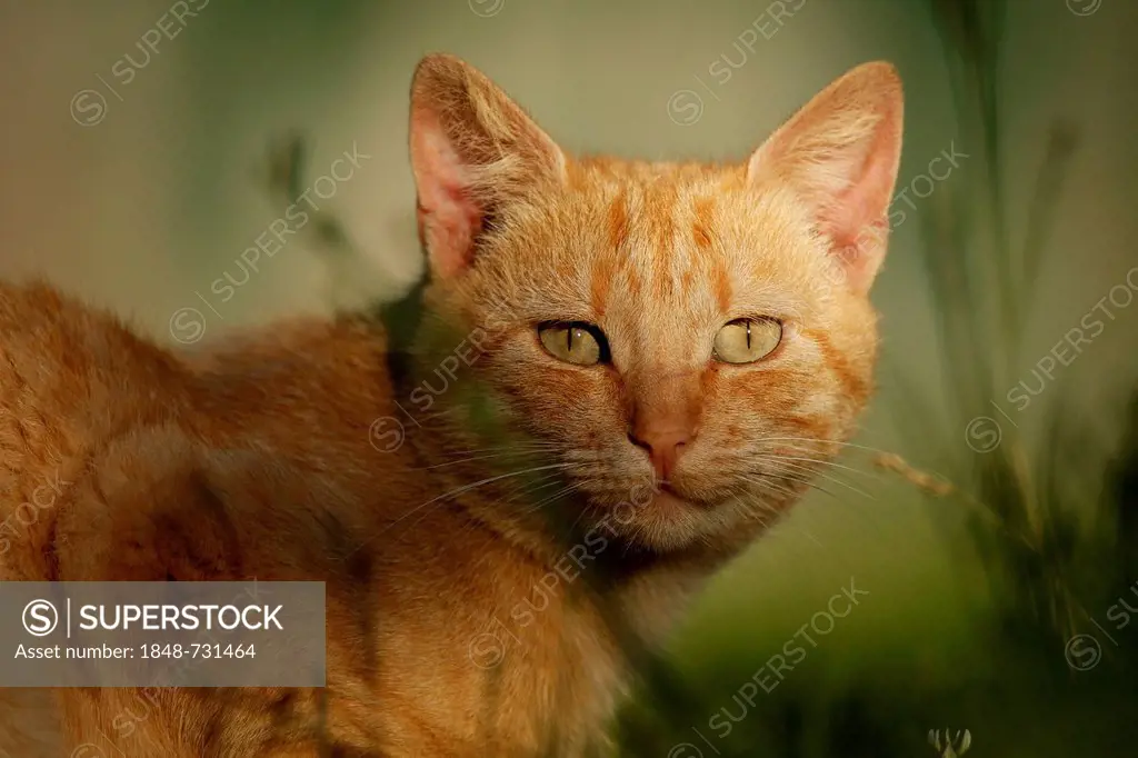 Red tabby semi-feral village cat, portrait