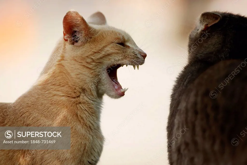 Two cats fighting, a red tabby cat hissing at a silver gray tabby cat
