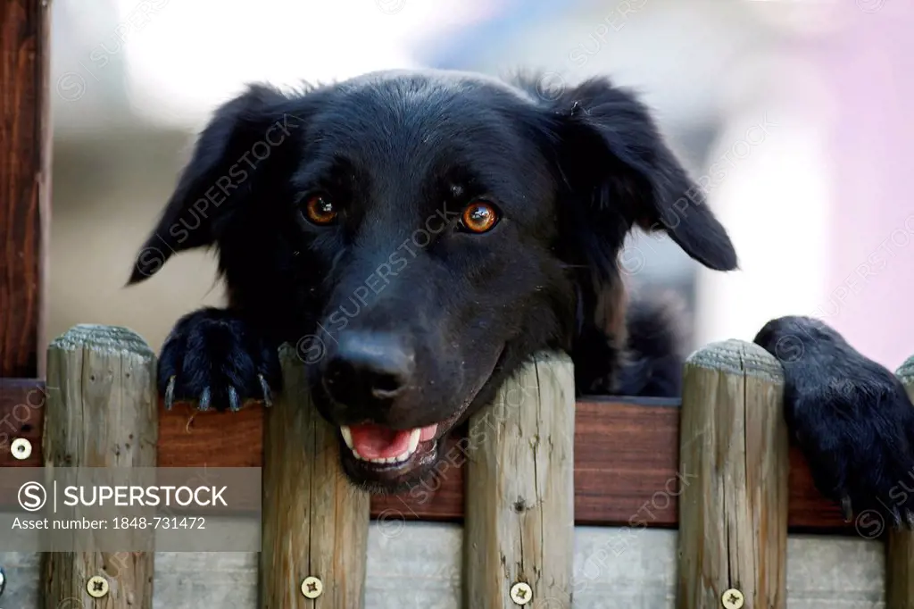 Black mixed-breed dog looking over the garden fence, portrait