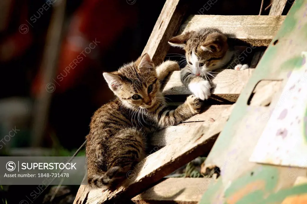 Two kittens, about 10 weeks, playing on a wooden gate, semi-feral village cats