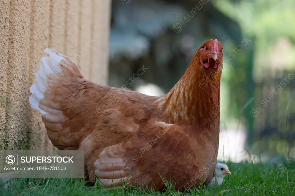 Dresden chicken with a black and white chick, cross-bred with Italian Chicken, also known as Leghorn