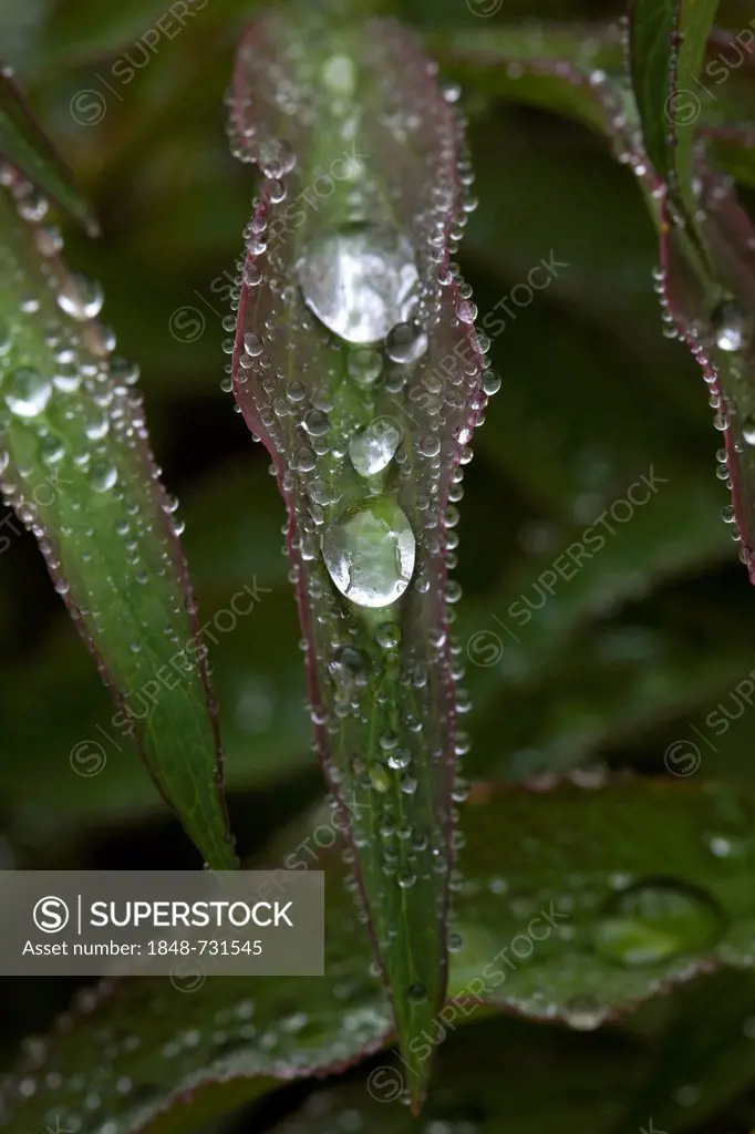 Water drops on a leaf, Common Peony (Paeonia officinalis)