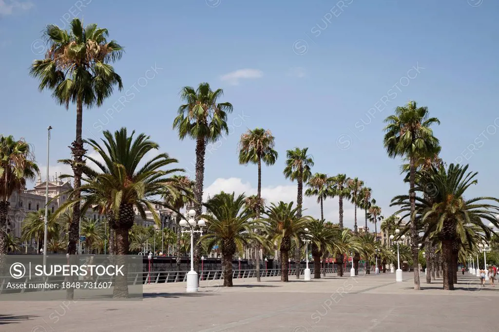 Palm trees along the promenade of Moll de la Fusta on Port Vell, Port Vell, Barcelona, Catalonia, Spain, Europe, PublicGround