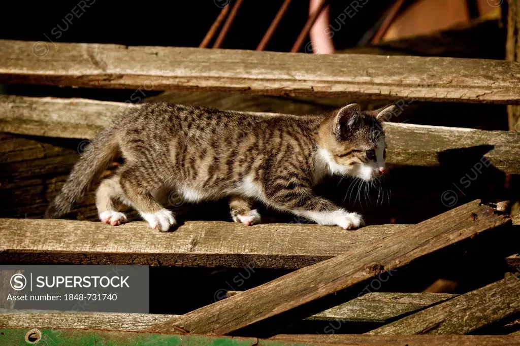 Tabby kitten, about 10 weeks, semi-feral village cat balancing on a gate