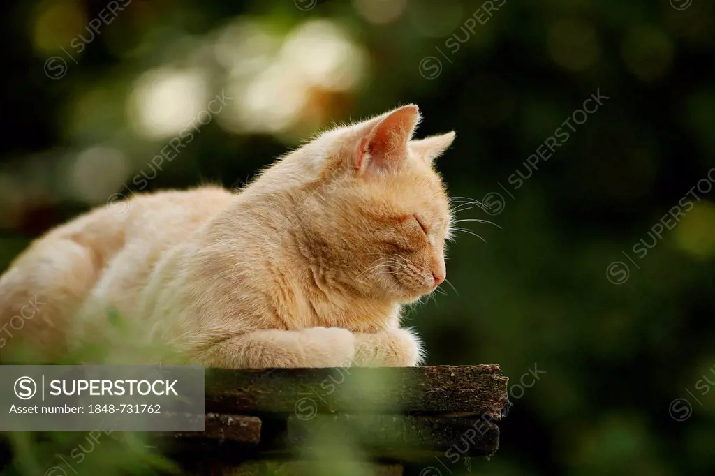 Red tabby village cat lying asleep on a bench