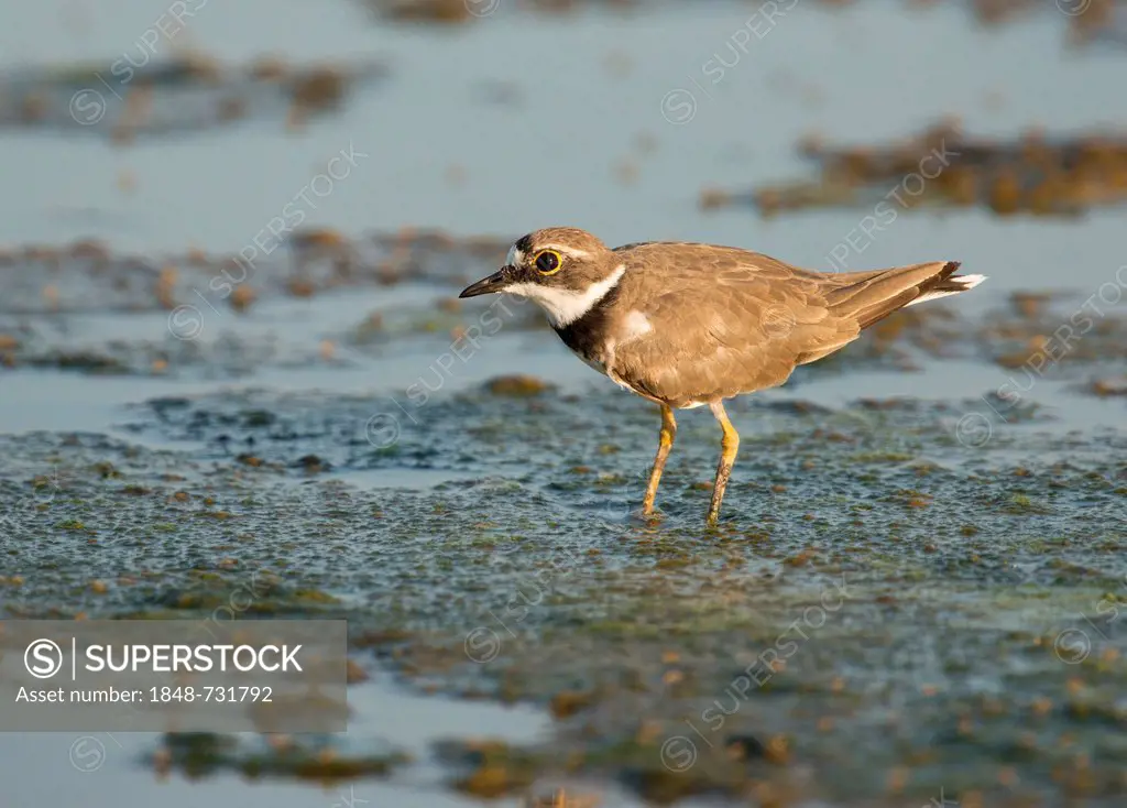 Little Ringed Plover (Charadrius dubius), Lesbos, Greece, Europe
