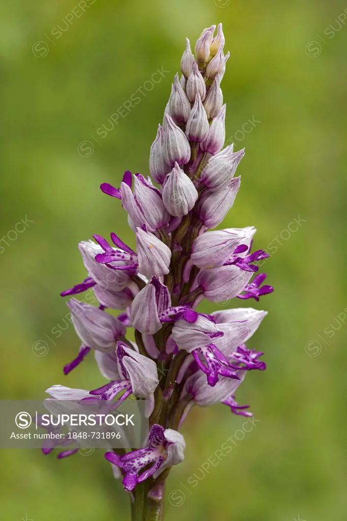 Military Orchid (Orchis militaris), Bad Ditzenbach, Swabian Alp, Baden-Wuerttemberg, Germany, Europe