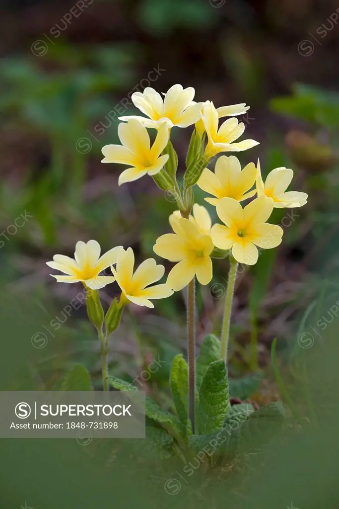 Hybrid of cowslip (Primula veris) x and primrose (Primula acaulis), very rare, Bad Ditzenbach, Swabian Alp, Baden-Wuerttemberg, Germany, Europe