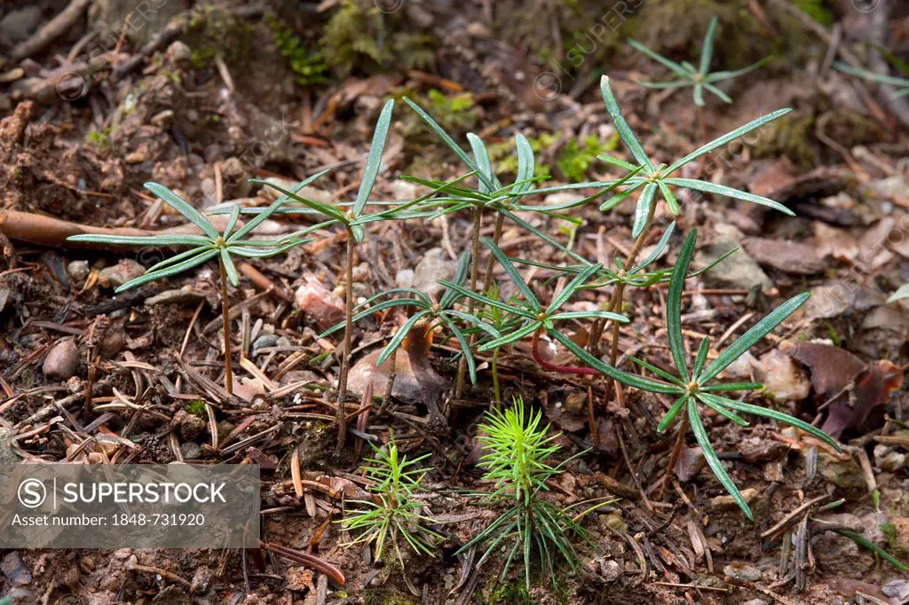 Seedlings of Norway Spruce (Picea abies), front, seedlings of Silver Fir (Abies alba), rear, Hopfgarten, Tyrol, Austria, Europe