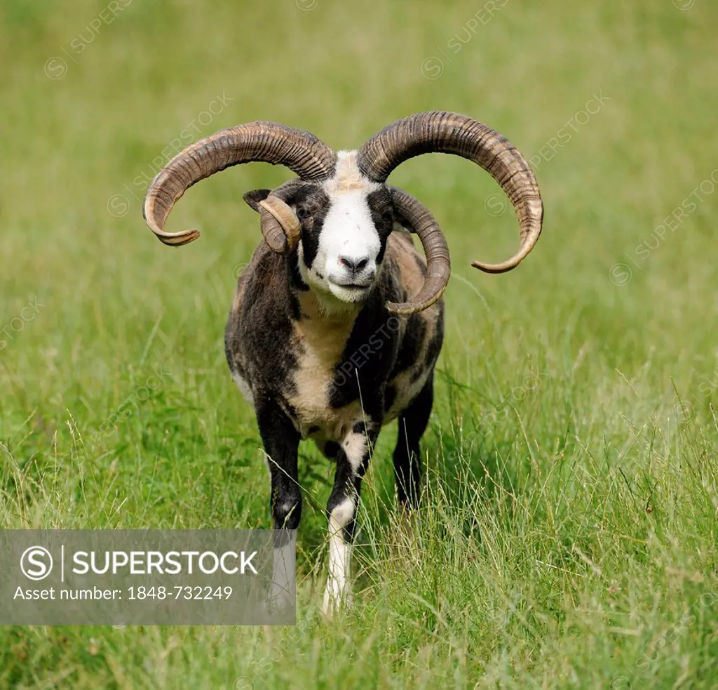 Jacob sheep (Ovis ammon f. aries), rare breed, ram, Bavaria, Germany, Europe